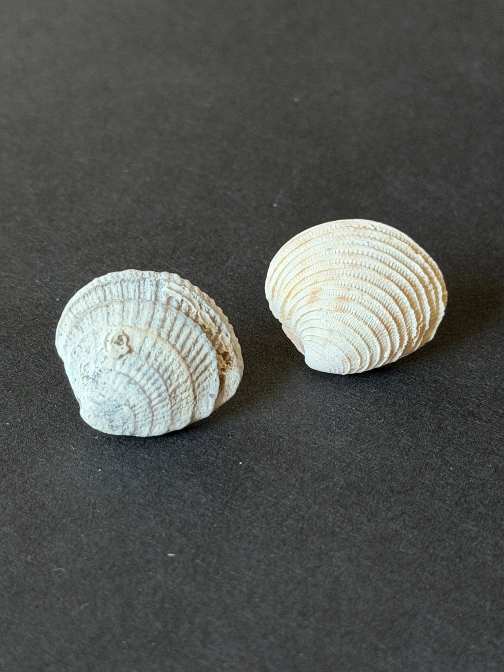 The Found Shell