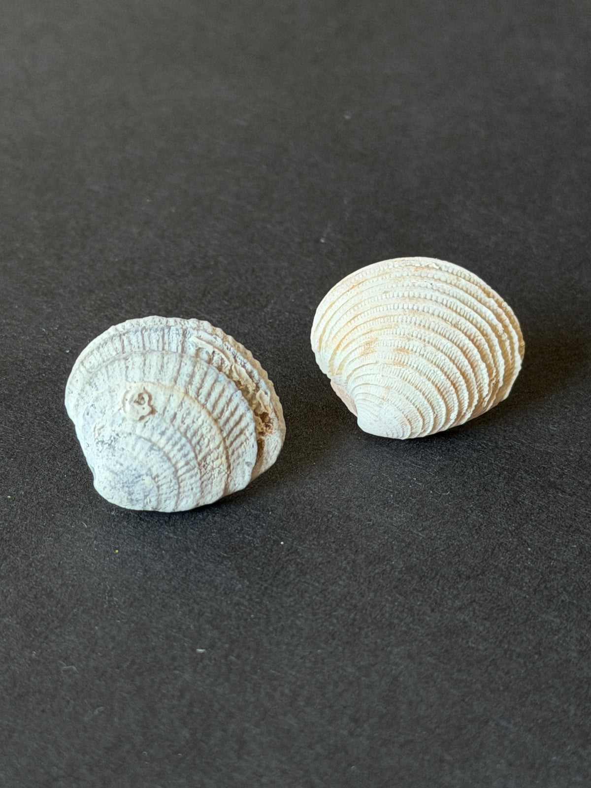 The Found Shell